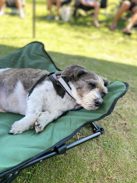 How Environment Impacts Dog Mental Health: Why Where Your Dog Lives Matters